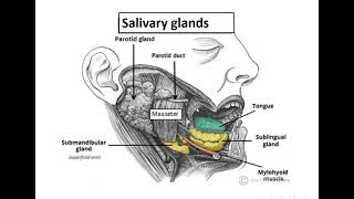 13Organs and glands in head and neck [upl. by Yorke709]