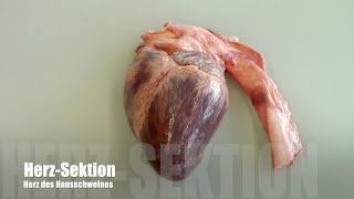 Präparation Schweineherz Anleitung dissection of a pigs heart instruction for school [upl. by Lanevuj]