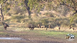 Six Male Lions Attack Buffalo Just Because They Can [upl. by Natsyrt]