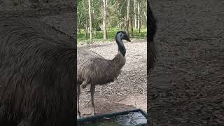 Emu Bird [upl. by Nenad]