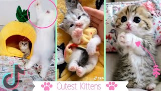 🐾 CUTEST Cats of TikTok 4 🥺 Kitten Edition  TikTok Compilation [upl. by Osnola234]