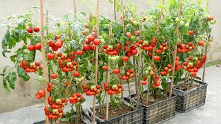 The easiest and most fruitful way to grow tomatoes at home for beginners [upl. by Laehctim907]