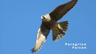 Gyrfalcon vs Peregrine Falcon [upl. by Annaik]