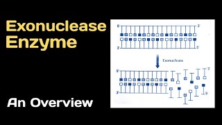 Exonuclease Enzyme An Overview [upl. by Whitehouse]