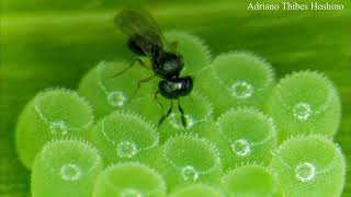 Telenomus podisi parasitando ovos de Dichelops melacanthus [upl. by Mcfarland]