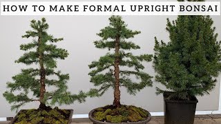 Making Formal Upright Bonsai from Alberta Spruce [upl. by Hamlin]