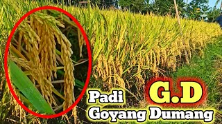 PADI GOYANG DUMANG  PADI GD [upl. by Mcgrody]