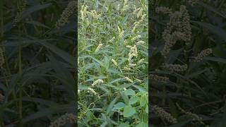 Persicaria maculosa naturephotography naturalbeauty villagephotography jungle forestlife [upl. by Liesa]