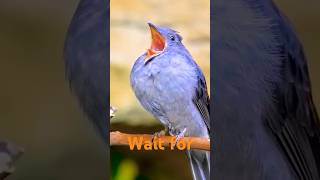 Beautiful bird sound 😍 birds minizoo parrot sparrow finch finches sound beauty minizoo [upl. by Nerita]