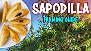 Sapodilla Chikoo  Farming Complete Guide  Sapota Fruit Cultivation [upl. by Forcier]