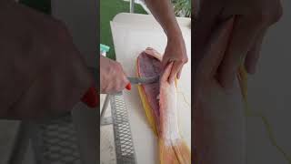 Most beautiful fish in ocean Longtail sea bass being filleted using the 7in dextreme fishing [upl. by Trista685]