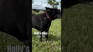 Holly’s Diary Day 32 puppies pets rescueanimals animals dogs [upl. by Adnaw]