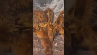 Pterinochilus murinus obt youtubeshorts spider orange shortsvideo venomous shorts baboon [upl. by Farleigh]