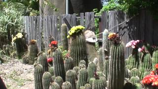 Joylenes cactus garden [upl. by Yllop824]