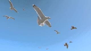 Seagulls In Flight 1080HD [upl. by Iv]