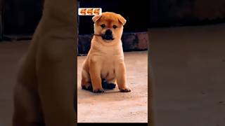 Love 💕 song music love lovesong tamil doglover [upl. by Callery]