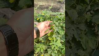 Bitter Gourd The Ultimate Urban Homesteading Crop growing bitter gourd backyard homestead tour [upl. by Sidky]