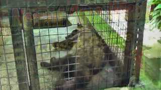 quotKopi luwak or civet coffeequot from civets on a farm are forced to eat the coffee beans Bali [upl. by Magdaia]