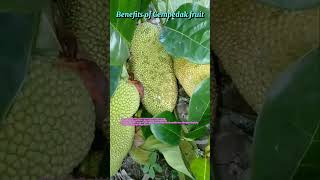 Benefits of Cempedak fruit youtubeshorts [upl. by Assenev58]