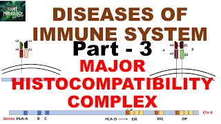 Major Histocompatibility complex  Structure  HLA  Disease associations [upl. by Marna]