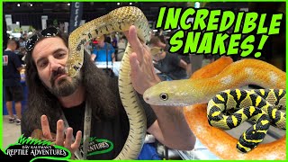 AMAZING SNAKES AT THE DAYTONA REPTILE EXPO Best Colubrids [upl. by Duma]