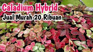 Caladium Murah Part204 [upl. by Zaid795]