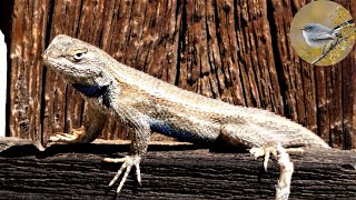 Fence Lizard  Pushups Workout [upl. by Studnia]