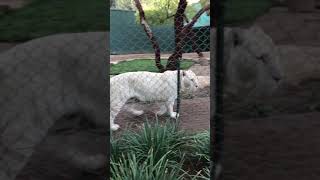 Siegfried and Roy White Tiger Exhibit [upl. by Itsirc]