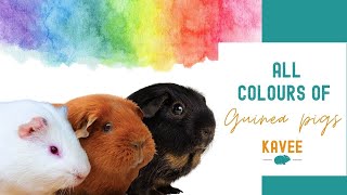 All Colours and Markings of Guinea Pigs [upl. by Atiuqrahc]