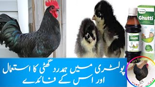 Hamdard Ghutti for chicks How to use Hamdard Ghutti  Hamdard Ghutti uses in poultry digestive hens [upl. by Conni564]