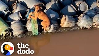 Boat Crew Rescues Stranded Dog On Barber Wire  The Dodo [upl. by Ydnagrub369]