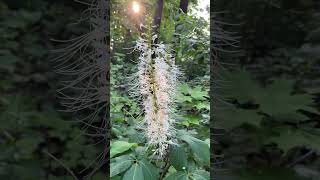 Bottlebrush buckeye beautiful flower❤️ [upl. by Mona]