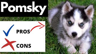 Pomsky Pros And Cons  Should You REALLY Get A POMSKY [upl. by Ardnauq750]