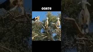 How Do GOATS DO IT  An AMAZING ADAPTABILITY 😱 [upl. by Shultz]