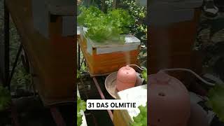 checkout my hydroponically grown hydroponics kratkymethod lettucegrow thankyouforwatching [upl. by Adis]