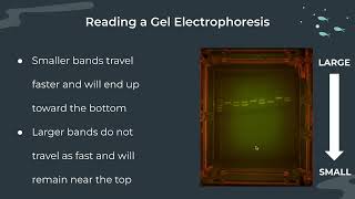 Gel Electrophoresis Notes [upl. by Ahsienar]