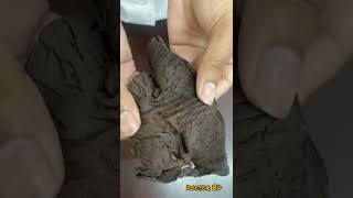 Duodenum Viscera Complete Demonstrations Anatomy  Duodenum  MBBS anatomy mbbs [upl. by Enohsal]