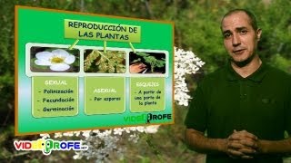 07 La reproducción de las plantas 5º Conocimiento del Medio Videoprofenet [upl. by Irot]