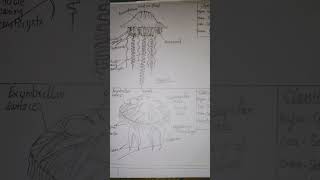 Zoology practical Euplectella Hippospongia physilia  Aurilia [upl. by Eey425]