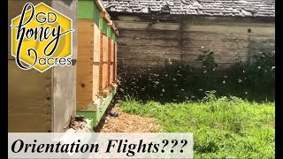 Honey Bee Orientation Flights [upl. by Brasca]