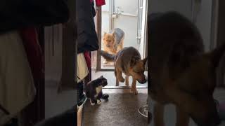 These dogs invited a cat over to the house [upl. by Ellehsal]