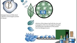 Plant biotechnology 1 [upl. by Akinirt]