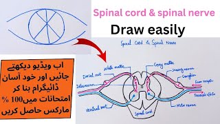 How to draw structure of spinal cord amp spinal nereve biologywithmaria [upl. by Mini]