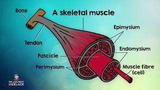 HumBio101x Connective tissue of skeletal muscle [upl. by Eleynad]