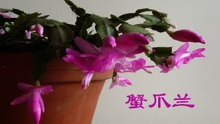 蟹爪兰 crab claw flower [upl. by Jeniece]