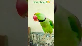 Shaadi ka matlab kya hota hai funny 😁 mitthu please 🙏 like subscribe 🦜🙏 [upl. by Accebber]