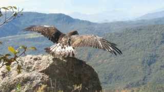 Liberación Águila Real  SEDENASEMARNAT La Yesca Nayarit [upl. by Adlaremse912]