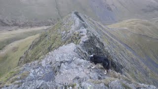 Sharp Edge Blencathra November 25th 2024 [upl. by Chery]