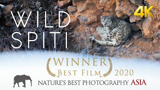 WILD SPITI  The Ghost Of The Snow  Award Winning Snow Leopard Documentary [upl. by Nuoras414]