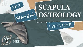 Scapula Practical Anatomy  تشريح عملي [upl. by Eppillihp]